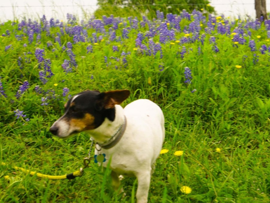 2020 Bluebonnet Safari 2